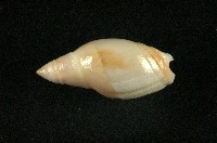 藏品(乳彈頭榧螺)的圖片